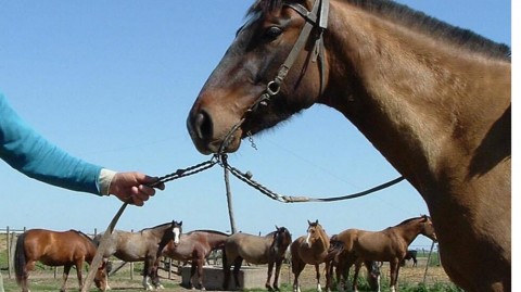 Cómo funciona la nueva identificación electrónica para caballos