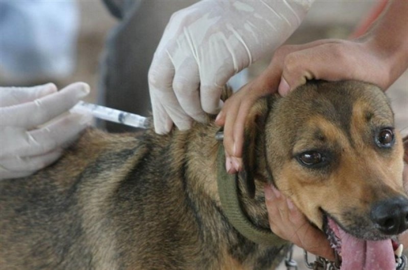 Nueva jornada de castración y vacunación para perros y gatos