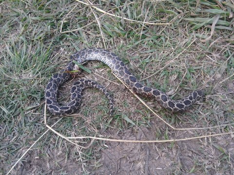 Vecina encontró una víbora, pero mucho más grande que la de la semana pasada