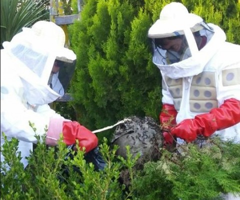 Minucioso trabajo de la Dirección de Control de Plagas por un peligroso insecto en barrio Bicentenario