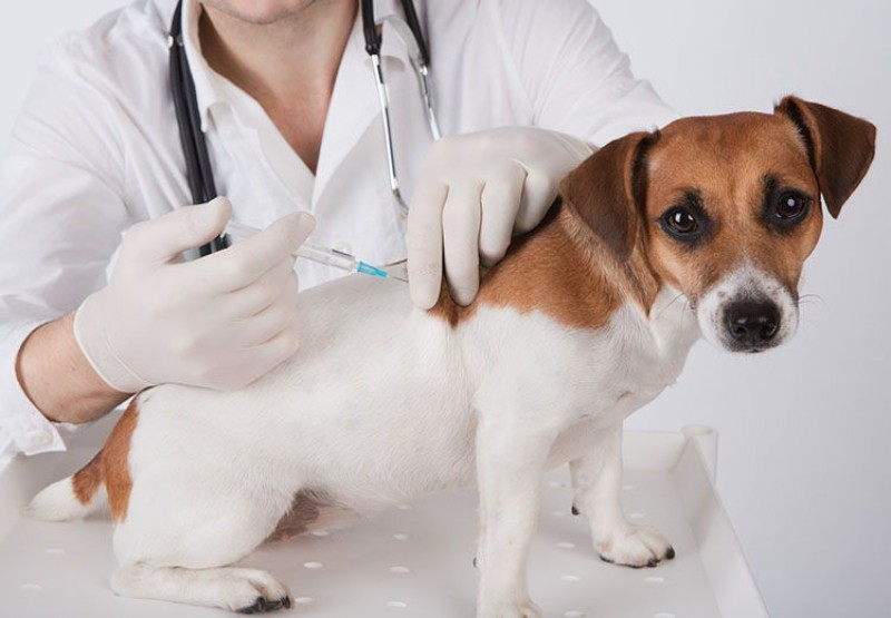 Hoy y el viernes se vacunará contra la rabia a perros y gatos