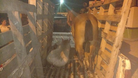 Transportaba animales de granja sin la debida documentación y lo detuvieron