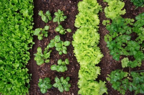 Mañana se desarrollará una nueva edición del encuentro Huerta Familiar en el Sommer