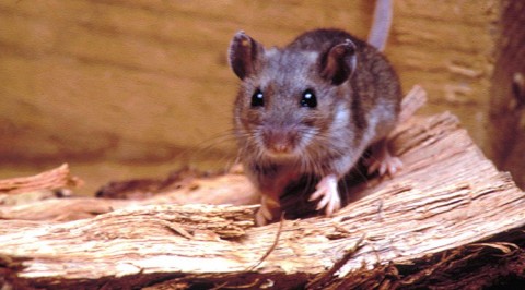 Hantavirus: Qué es, cómo se contagia y cómo puede prevenirse