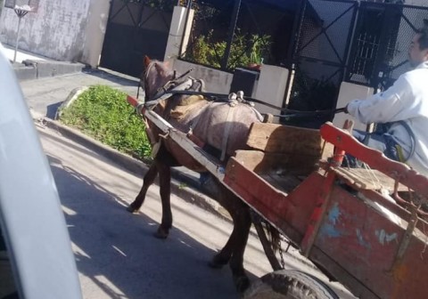 Indignación por el robo de una yegua a un carrero