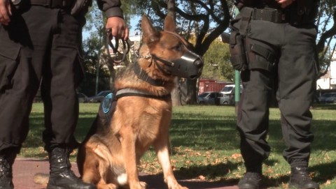 Formarán un escuadrón de perros entrenados para tareas de seguridad