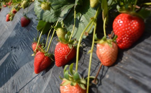 Se viene la 4ta edición de la Fiesta de la Frutilla en General Rodríguez