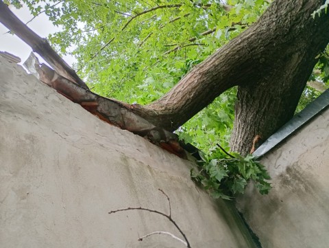 La caída de un árbol dejó a una familia en una situación alarmante y piden ayuda