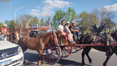 Nueva "Peregrinación Gaucha": el Tránsito, la situación de los animales y cómo lo ven proteccionistas y los municipios