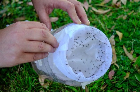 Los "exóticos" mosquitos que fueron liberados para combatir el dengue: ¿llegarán a Gral Rodríguez?