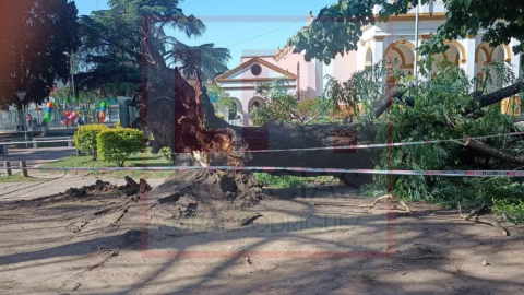 El susto de una chica tras la caída de un árbol en la Plaza Central: "Vi a un hombre corriendo y corrí también por inercia"