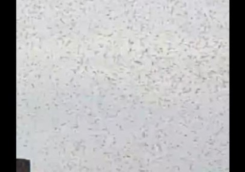 Video: de qué se trató la "nube negra" de insectos que se vio en el cielo rodriguense en las últimas horas