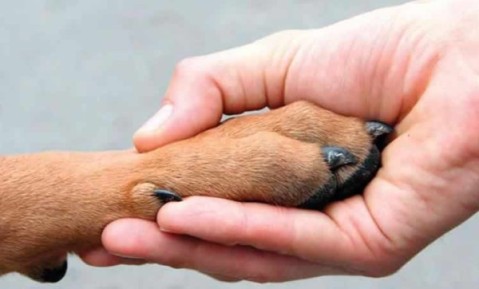 SOS Can convoca a la Plaza Martín Rodríguez para debatir problemáticas por el Día del Animal