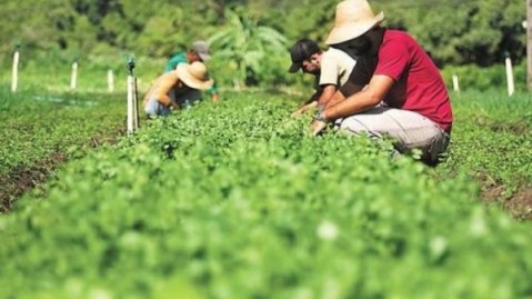 Se llevará a cabo una jornada para registrar a productores frutihortícolas