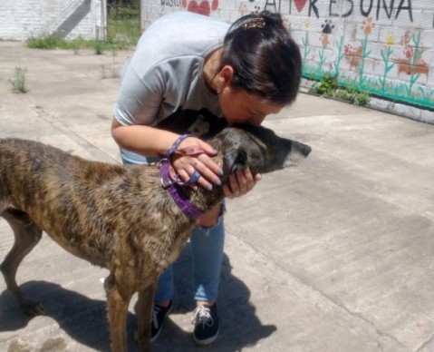 Este viernes y sábado se podrán adoptar perros en la Plaza Central