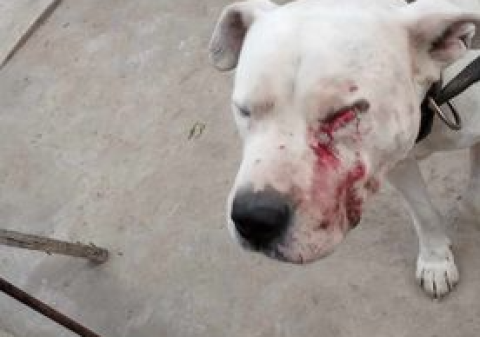 Vecina rodriguense denunció a otra por un Pitbull suelto que intentó atacar a su hija de 9 años e hirió a su perro