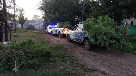 Lo siguieron hasta una finca donde tenía una plantación de marihuana: tres aprehendidos