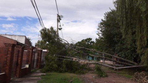 Cayó un árbol y dejó sin luz a un vecindario