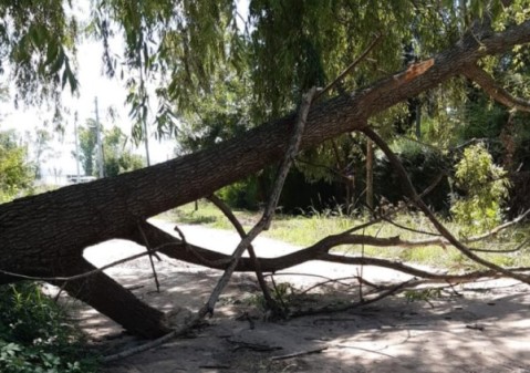 Un árbol cayó sobre el tendido eléctrico en el barrio El Casco