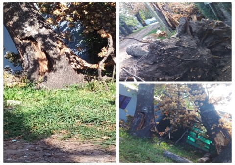 Vecina de barrio Marabó pide que el Municipio remueva un árbol que está a punto de caer sobre su casa