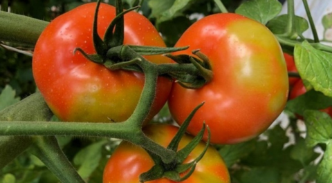 Rige alerta por la presencia de un virus en los tomates: qué precauciones tomar