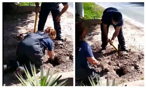 Video: bomberos rescataron a un perro atrapado en una alcantarilla