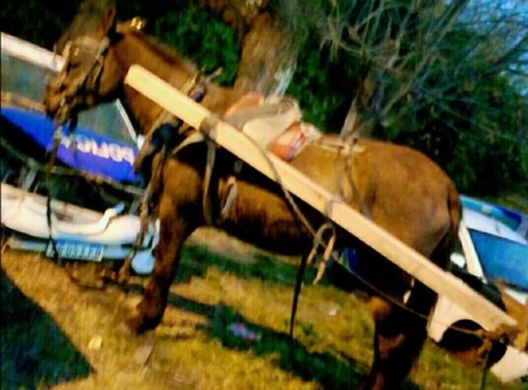 Rescataron a un caballo en muy mal estado tras ser usado para robar en la Colectora