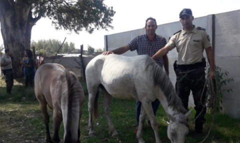 Le robaron tres caballos y encontraron a dos en otro distrito