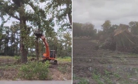 Un vecino ingresó al HCD un proyecto para proteger la arboleda en el distrito