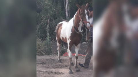 Le robaron el caballo a un chico de 15 años en barrio Vista Linda: la impotencia de su familia