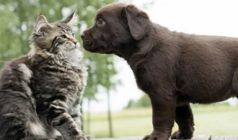 Entregarán turnos para castración gratuita de perros y gatos en General Rodríguez: cuándo y dónde presentarse