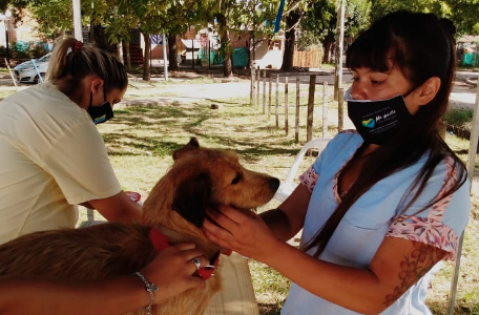 Primer operativo de salud para mascotas del 2024: cuándo y en qué barrio será