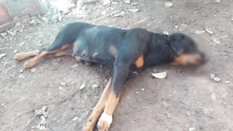 Conflicto vecinal, un perro baleado y el temor de un barrio