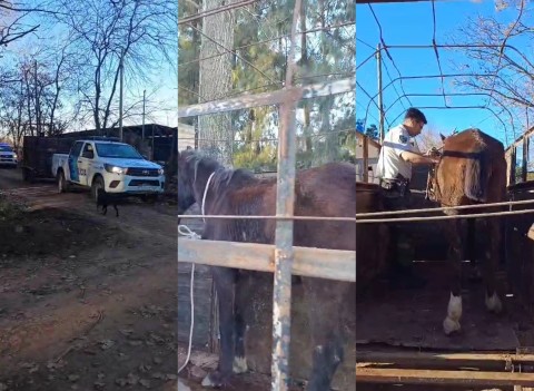 Maltrato animal: Policía Rural rescató un caballo en barrio San Bernardo