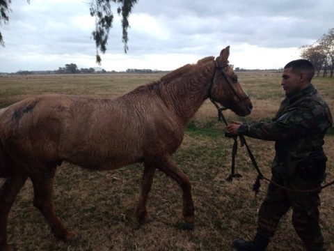 Arrestaron a un hombre y recuperaron un caballo robado en Luján