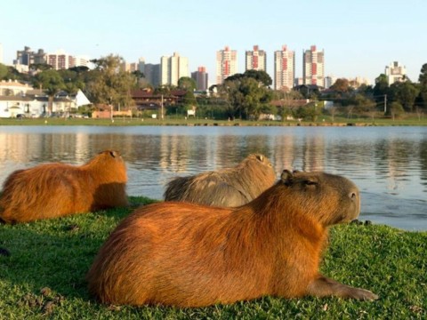 Otra iniciativa orientada a los barrios cerrados y el medio ambiente: de qué trata la "Ley Carpincho"