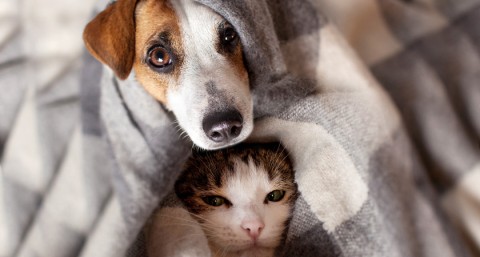 Cómo proteger a las mascotas de las bajas temperaturas
