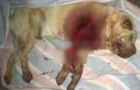 Murió el perro herido en Solares del Oeste y su familia asegura que fue atacado por el puma