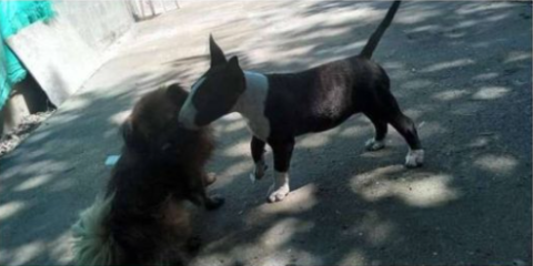 Le robaron el perro a una vecina de Vista Linda y ofrece recompensa para recuperarlo