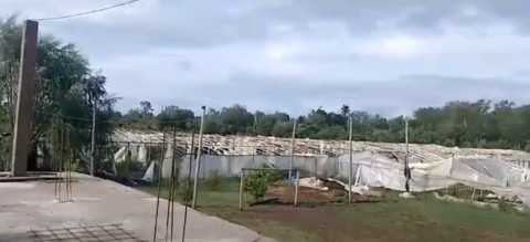 Video: el angustiante pedido de los productores frutihortícolas rodriguenses tras el fuerte temporal