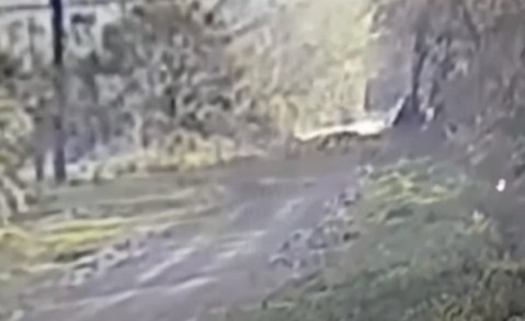 Puma suelto en Gral Rodríguez: apareció otro video y crece la preocupación