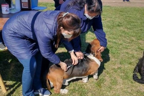 Nueva jornada de vacunación antirrabica gratuita para perros y gatos en barrio Raffo