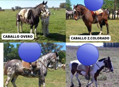 Robaron cinco caballos de una estancia aledaña al Sommer