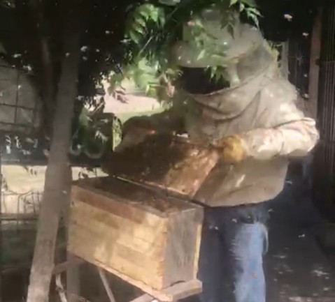 Hallan enjambres de abejas en barrios y ofrecen el servicio para que la gente no las mate