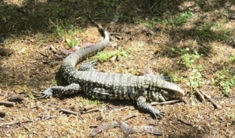 Hallaron un lagarto overo en un barrio de General Rodríguez y lo reinsertaron a su hábitat natural