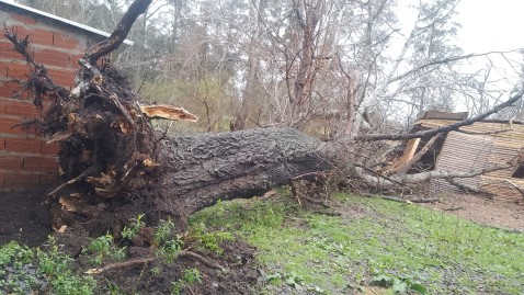 Un árbol cayó sobre una vivienda y una joven madre rodriguense lo perdió todo