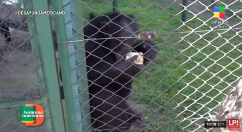 "Rematan todo para alimentar a los animales": informe televisivo mostró la delicada situación del Zoo de Luján