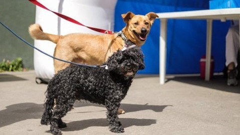 Otorgarán turnos para castraciones gratuitas de perros y gatos: dónde y cuándo acercarse